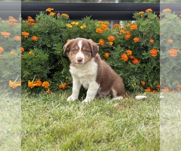 Medium Photo #3 Border Collie-Bordoodle Mix Puppy For Sale in AMES, IA, USA