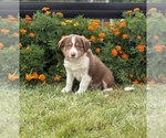 Small #2 Border Collie-Bordoodle Mix