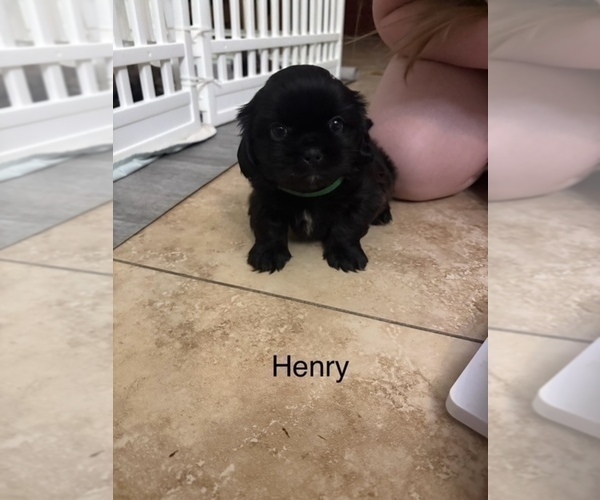 Medium Photo #15 Shih Apso Puppy For Sale in SCOTTSDALE, AZ, USA