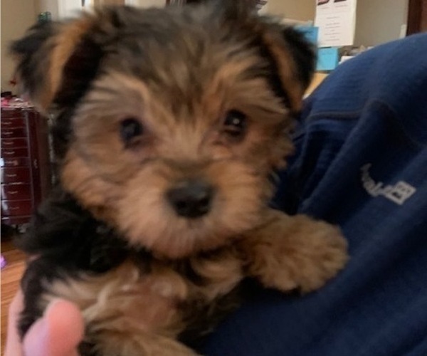 Medium Photo #1 Yorkshire Terrier Puppy For Sale in ATHENS, AL, USA