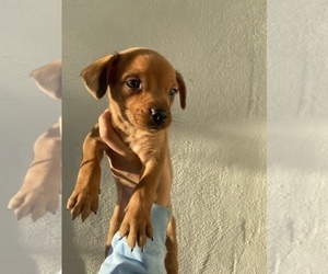 Chipin Puppy for sale in STOCKTON, CA, USA