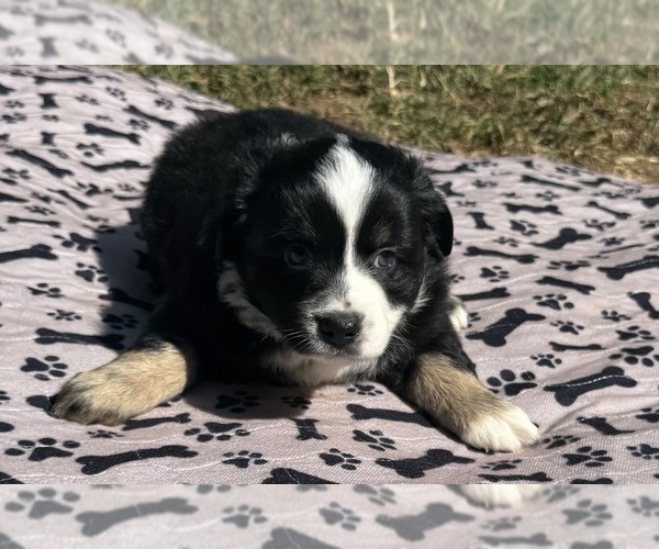 Medium Photo #9 Australian Shepherd Puppy For Sale in SALISBURY, NC, USA