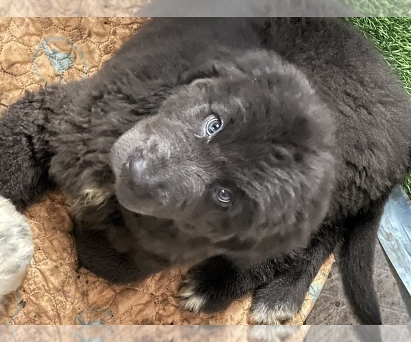 Medium Photo #2 Newfoundland Puppy For Sale in AURORA, IN, USA