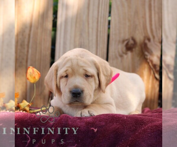 Medium Photo #4 Labrador Retriever Puppy For Sale in SHIPPENSBURG, PA, USA