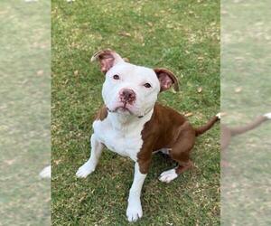 Staffordshire Bull Terrier Dogs for adoption in Sugar Land, TX, USA