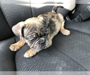 Frenchie Pug Puppy for sale in RIVERSIDE, CA, USA