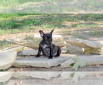 Small Photo #6 French Bulldog Puppy For Sale in ROYSE CITY, TX, USA