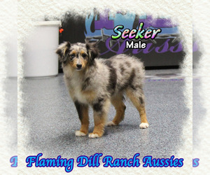 Miniature Australian Shepherd Puppy for sale in FORESTBURG, TX, USA