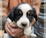 Puppy Puppy 3 Australian Shepherd