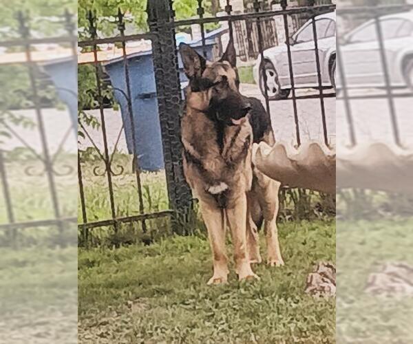 Medium Photo #1 German Shepherd Dog-Unknown Mix Puppy For Sale in San Antonio, TX, USA