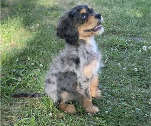 Cavalier King Charles Spaniel-Poodle (Toy) Mix Puppy for sale in EDWARDSBURG, MI, USA