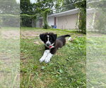 Small #3 Mutt