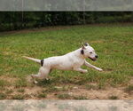 Small #1 American Pit Bull Terrier Mix