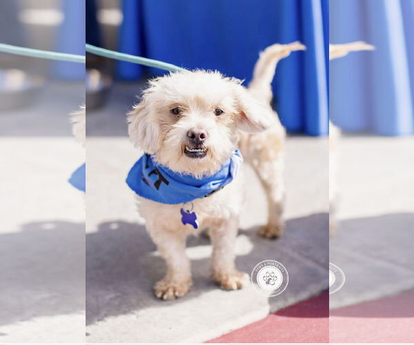 Medium Photo #4 Maltese-Unknown Mix Puppy For Sale in Newport Beach, CA, USA