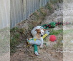 Small #2 Red Heeler Mix