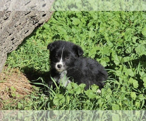 Medium Photo #13 Australian Shepherd Puppy For Sale in ACTON, CA, USA
