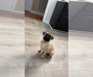 Pug Puppy for sale in BEAN STATION, TN, USA