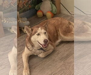 Coco - Female Siberian Husky-Unknown Mix Dog for Adoption - Photo #7