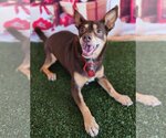 Small Photo #3 Chiweenie Puppy For Sale in Phoenix, AZ, USA