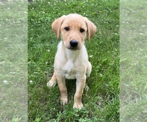 Labrador Retriever Puppy for sale in SACRED HEART, MN, USA