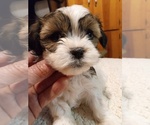 Puppy Lilly Havashu