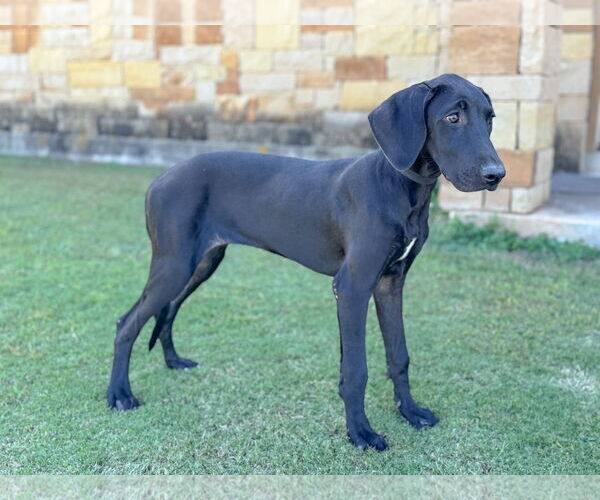 Medium Photo #4 Great Dane Puppy For Sale in PIPE CREEK, TX, USA