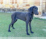 Small #3 Great Dane