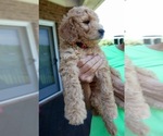 Small Photo #3 Goldendoodle Puppy For Sale in CHAMPION, NC, USA