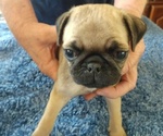 Small Photo #3 Pug Puppy For Sale in BRIDGMAN, MI, USA