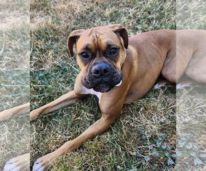 Boxer Dogs for adoption in Stanwood, WA, USA