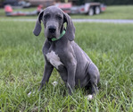 Small #2 Great Dane