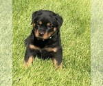 Small #15 Rottweiler