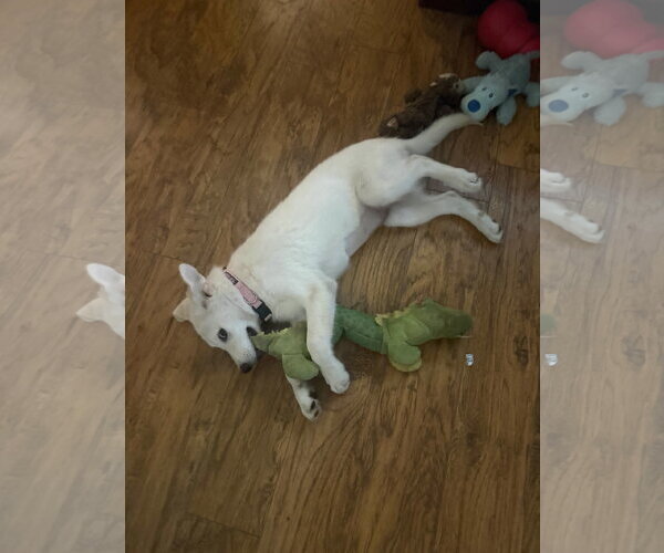 Medium Photo #2 Great Pyrenees Puppy For Sale in Dallas, TX, USA