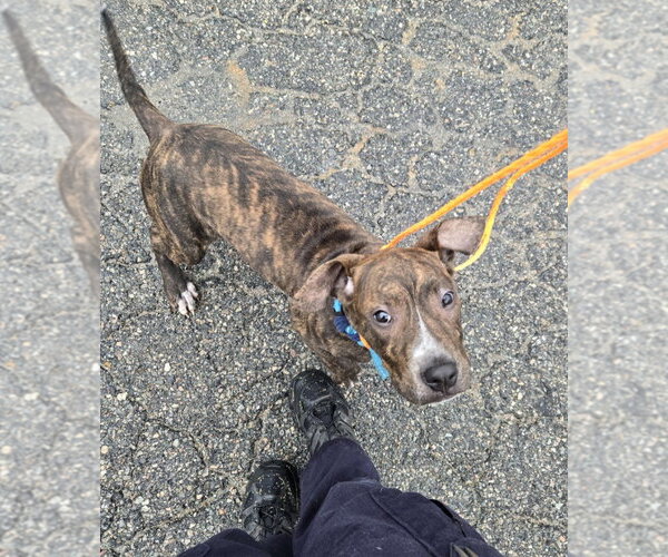 Medium Photo #1 Mutt Puppy For Sale in Glen Allen, VA, USA
