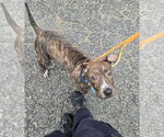 PR 49 Lambo - Male Mutt Dog for Adoption - Small photo