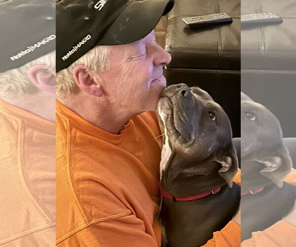 Medium Photo #6 Staffordshire Bull Terrier-Unknown Mix Puppy For Sale in Mount Laurel, NJ, USA