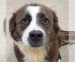 Small #1 Collie Mix