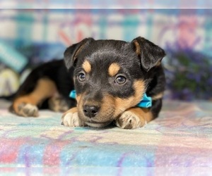 Border Collie-Unknown Mix Puppy for sale in LANCASTER, PA, USA