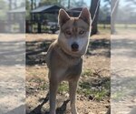 Small Photo #1 Siberian Husky Puppy For Sale in PORTER, TX, USA