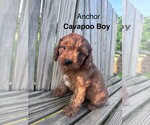 Small Cavapoo (Miniature)