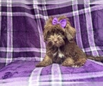 Small #4 ShihPoo