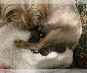Mother of the Yorkshire Terrier puppies born on 02/23/2023