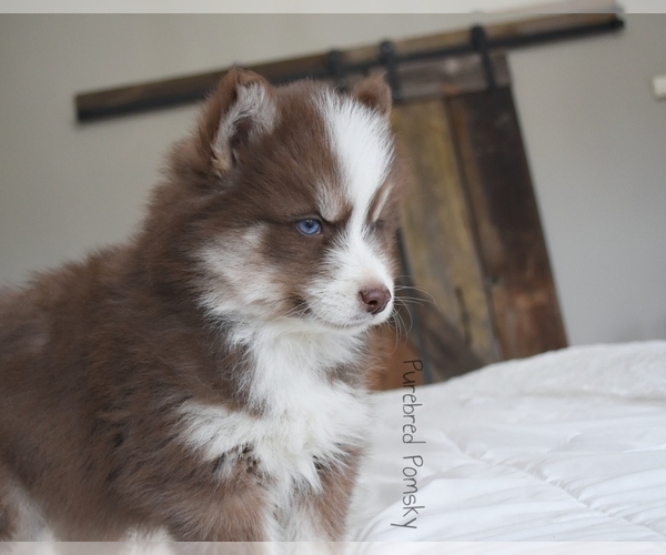 Medium Photo #2 Pomsky Puppy For Sale in KANSAS CITY, MO, USA