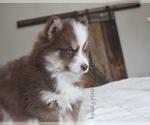 Small #1 Pomsky