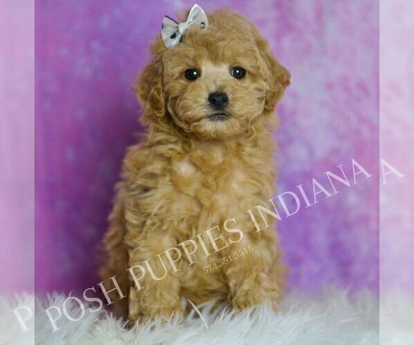 Medium Photo #2 Poodle (Miniature) Puppy For Sale in WARSAW, IN, USA
