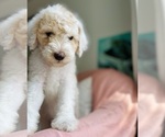 Puppy Ezra Goldendoodle