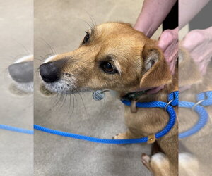 Nachos - Male Unknown-Wheaten Terrier Mix Dog for Adoption - Photo #2