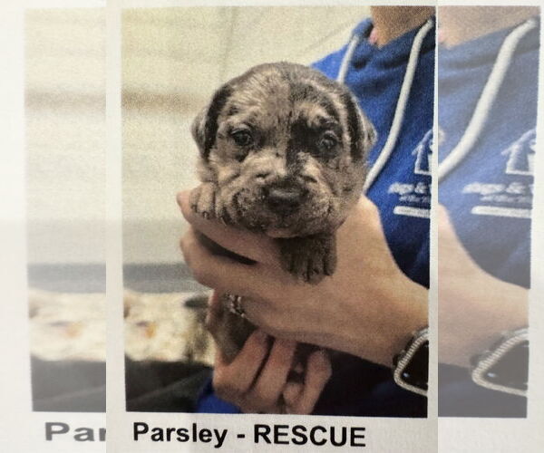 Medium Photo #5 Catahoula Leopard Dog-Unknown Mix Puppy For Sale in Sanford, FL, USA