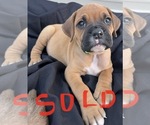 Small Photo #37 Boxer Puppy For Sale in LUCERNE VALLEY, CA, USA