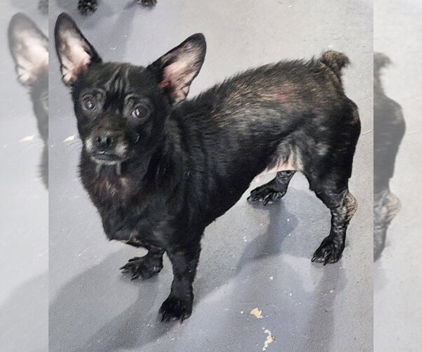 Medium Photo #2 Chihuahua Puppy For Sale in Walnutport, PA, USA